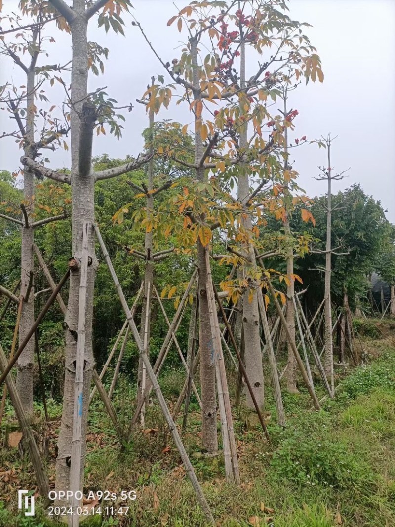 英雄树（本地木棉）基地直销规格齐全欢迎老板前来咨询