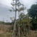 英雄树（本地木棉）基地直销规格齐全欢迎老板前来咨询