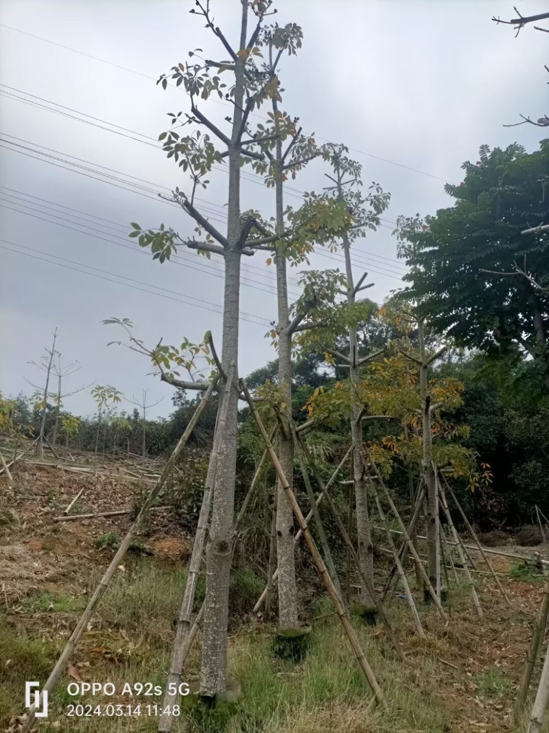 英雄树（本地木棉）基地直销规格齐全欢迎老板前来咨询