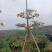 英雄树（本地木棉）基地直销规格齐全欢迎老板前来咨询