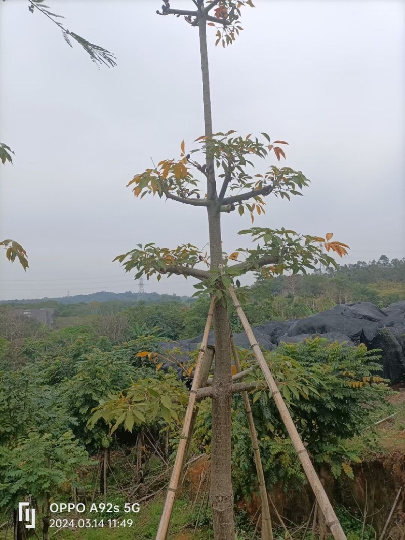 英雄树（本地木棉）基地直销规格齐全欢迎老板前来咨询