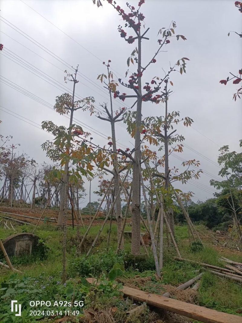 英雄树（本地木棉）基地直销规格齐全欢迎老板前来咨询