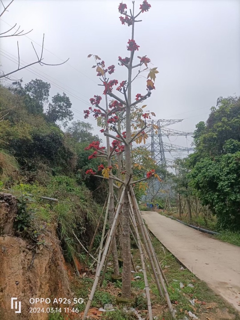 英雄树（本地木棉）基地直销规格齐全欢迎老板前来咨询