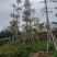 英雄树（本地木棉）基地直销规格齐全欢迎老板前来咨询