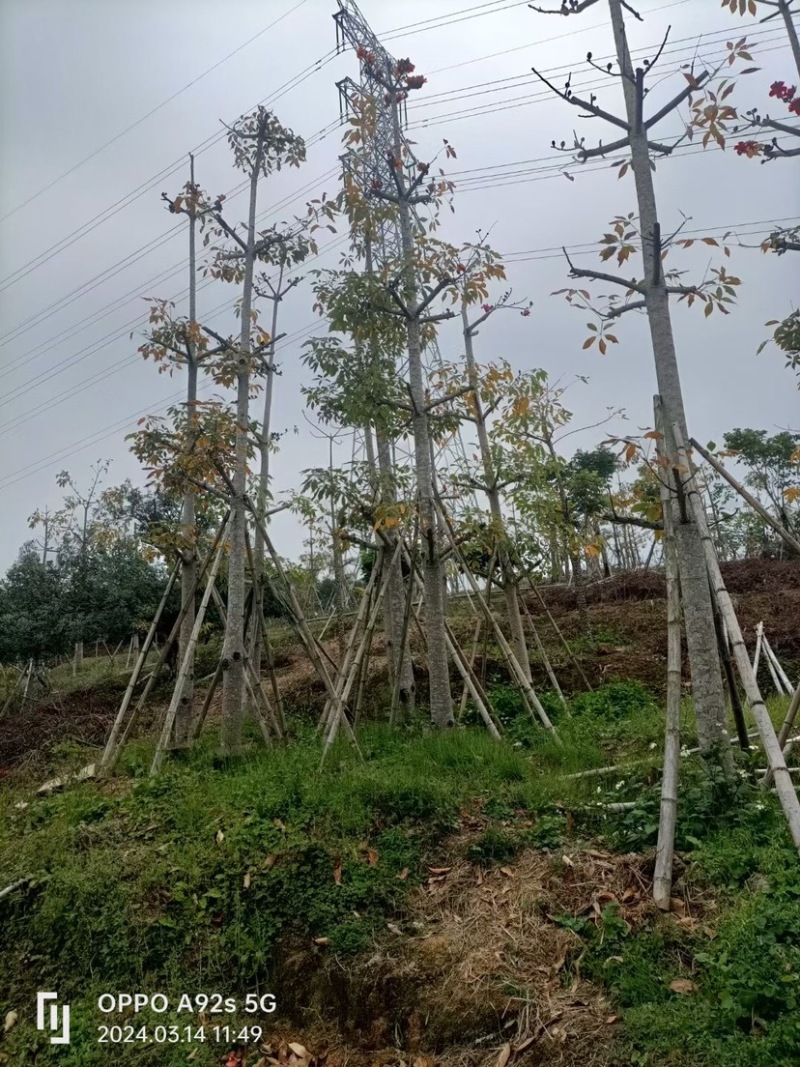 英雄树（本地木棉）基地直销规格齐全欢迎老板前来咨询