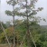 英雄树（本地木棉）基地直销规格齐全欢迎老板前来咨询