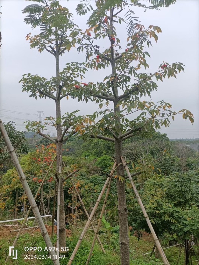 英雄树（本地木棉）基地直销规格齐全欢迎老板前来咨询