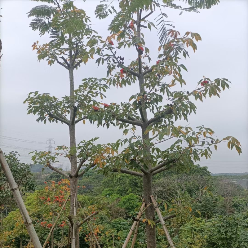 英雄树（本地木棉）基地直销规格齐全欢迎老板前来咨询