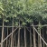 芒果树5～15基地直销规格齐全欢迎老板前来咨询合作