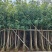芒果树5～15基地直销规格齐全欢迎老板前来咨询合作