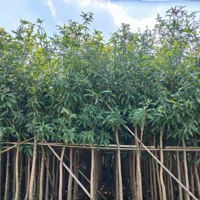 芒果树5～15基地直销规格齐全欢迎老板前来咨询合作