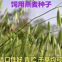 进口饲用燕麦种子优质饲用燕麦种子牧草种节