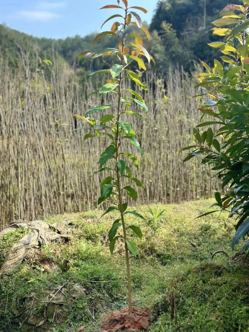 大量木荷供应，福建三明苗木基地直发，量大从优欢迎咨询！