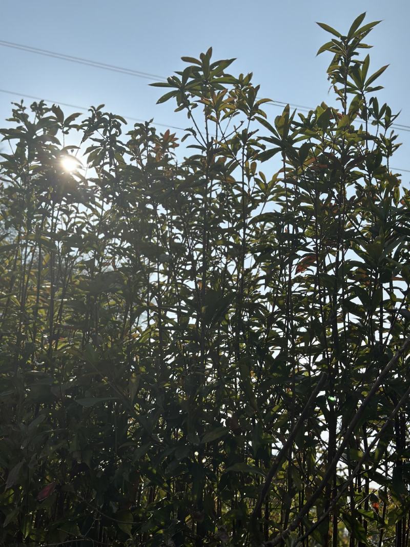 大量木荷供应，福建三明苗木基地直发，量大从优欢迎咨询！