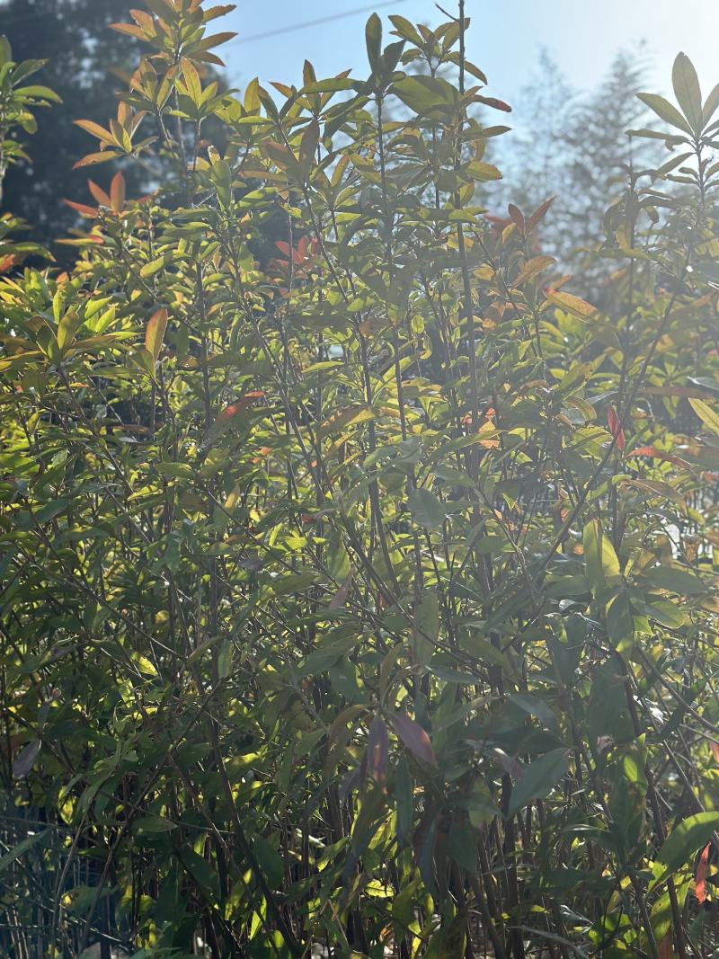 大量木荷供应，福建三明苗木基地直发，量大从优欢迎咨询！