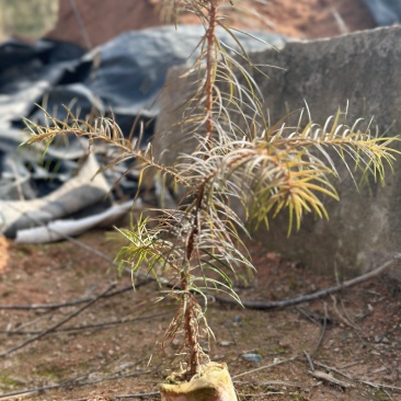 杉木苗大量供应，苗木基地直发，量大从优欢迎，各种规格咨询