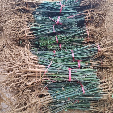 木姜子苗山胡椒苗山苍子苗基地批发供应量大从优