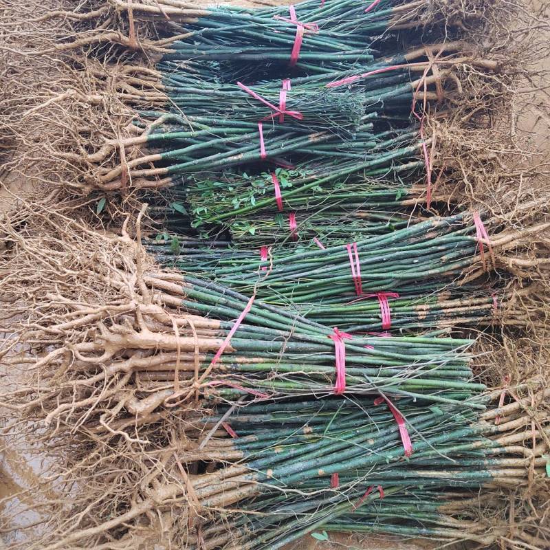 木姜子苗山胡椒苗山苍子苗基地批发供应量大从优