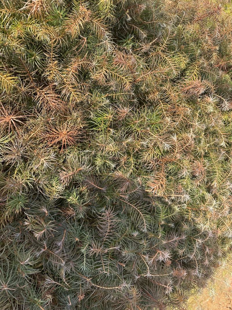 杉木苗大量供应，苗木基地直发，量大从优欢迎，各种规格咨询