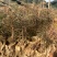 杉木苗大量供应，苗木基地直发，量大从优欢迎，各种规格咨询