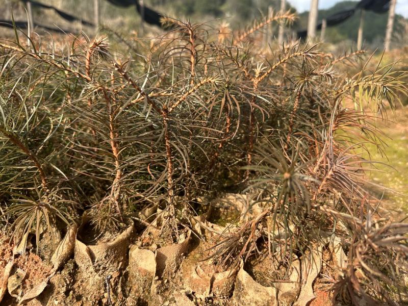 杉木苗大量供应，苗木基地直发，量大从优欢迎，各种规格咨询