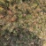 杉木苗大量供应，苗木基地直发，量大从优欢迎，各种规格咨询
