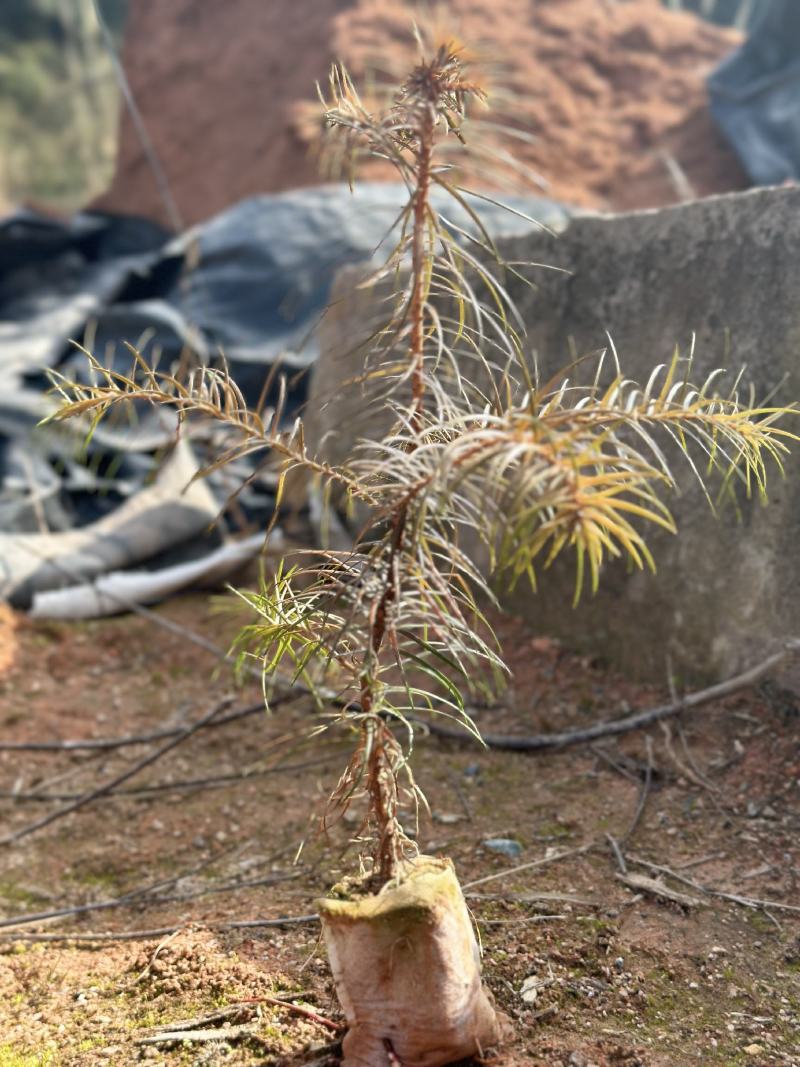 杉木苗大量供应，苗木基地直发，量大从优欢迎，各种规格咨询