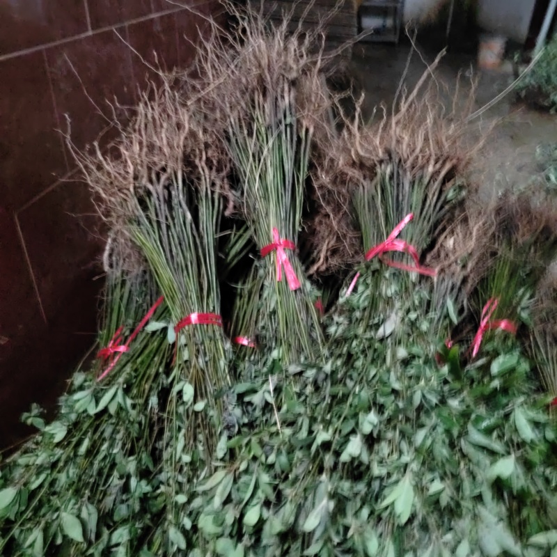 木姜子苗山胡椒苗山苍子苗基地批发供应量大从优