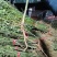 木姜子苗山胡椒苗山苍子苗基地批发供应量大从优