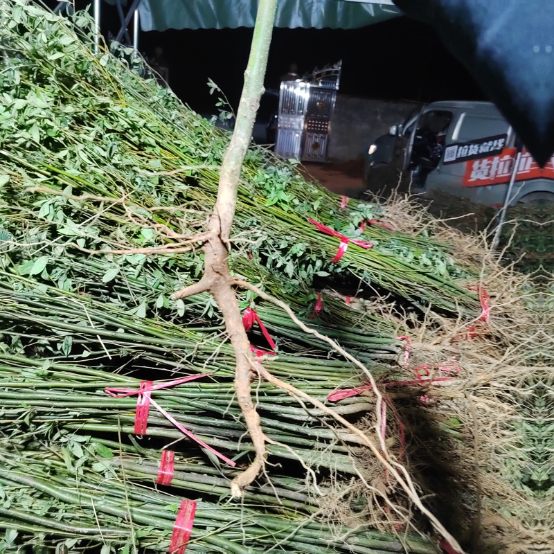 木姜子苗山胡椒苗山苍子苗基地批发供应量大从优