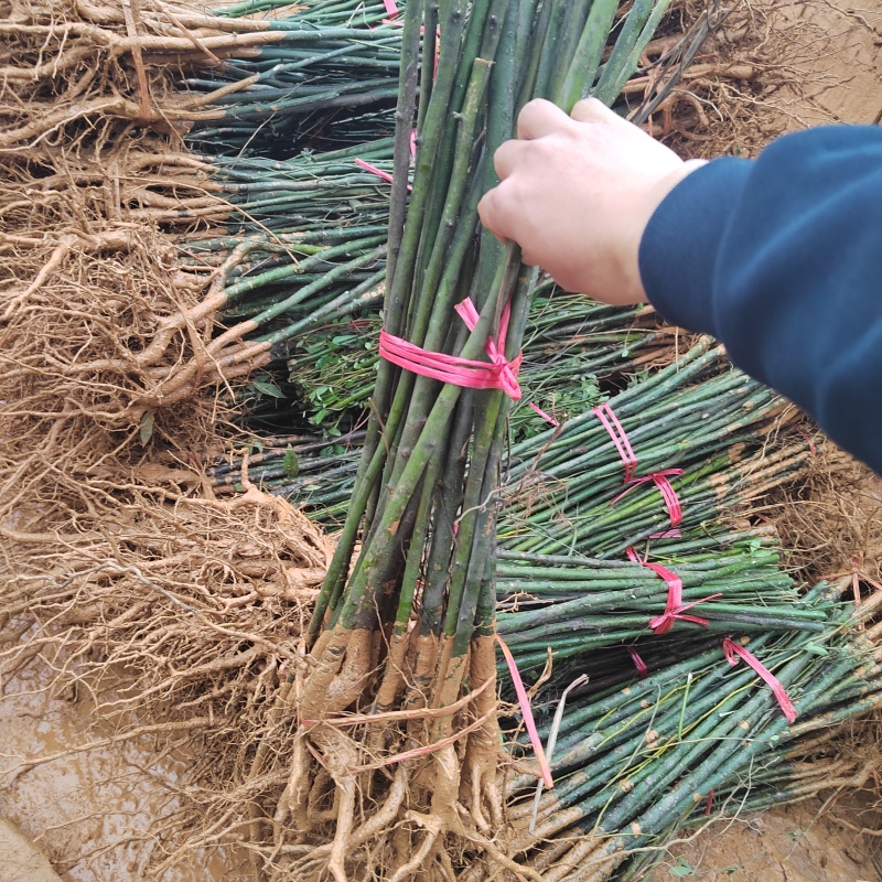 木姜子苗山胡椒苗山苍子苗基地批发供应量大从优