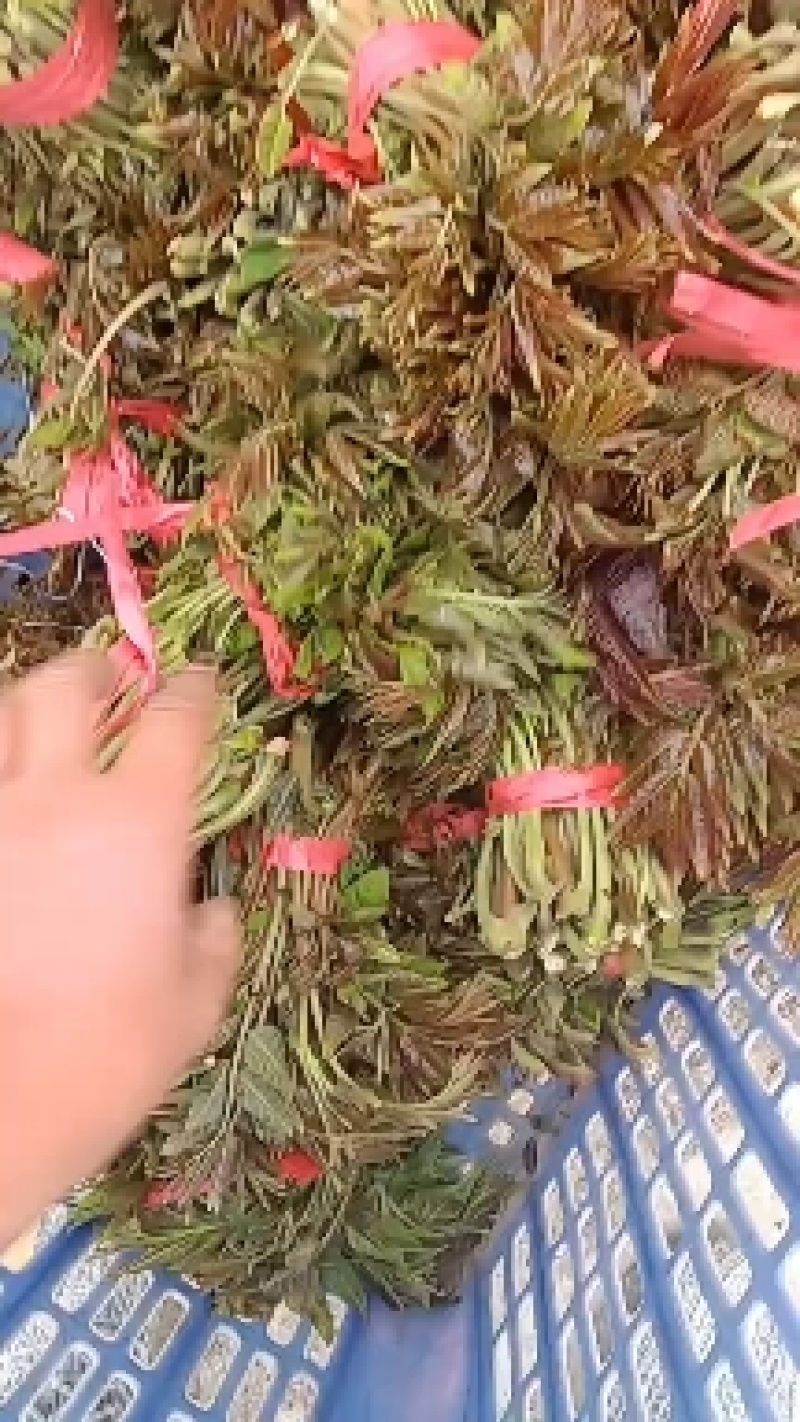 新泰市放城镇马家子村香椿芽二茬上市了欢迎新老客户前来订购