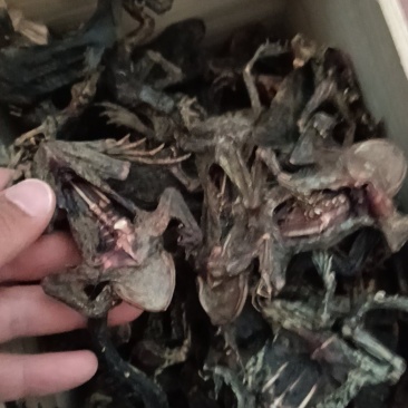 养殖场直发自产自销蟾蜍癞蛤蟆干蟾