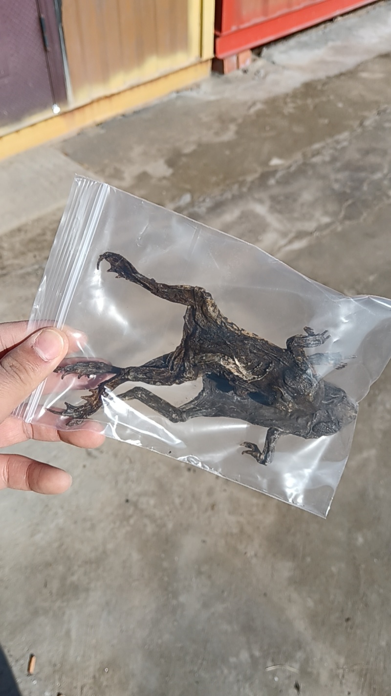 养殖场直发自产自销蟾蜍癞蛤蟆干蟾