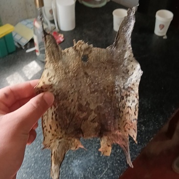养殖场直发自产自销蟾蜍皮癞蛤蟆皮