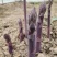 曹县特产紫色水果鲜芦笋每天现采基地直发新鲜