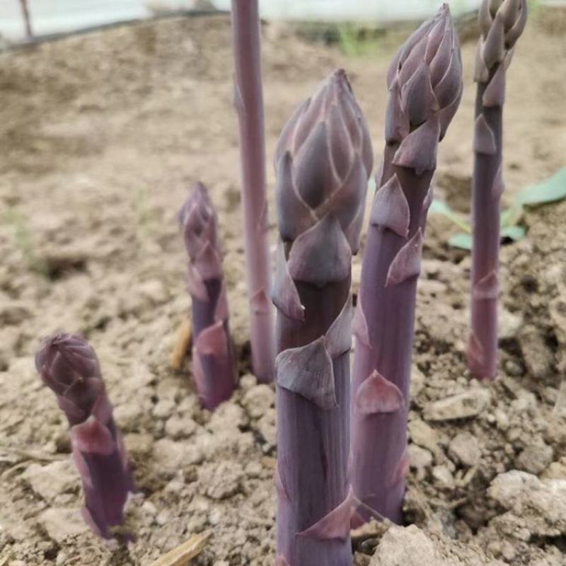 曹县特产紫色水果鲜芦笋每天现采基地直发新鲜