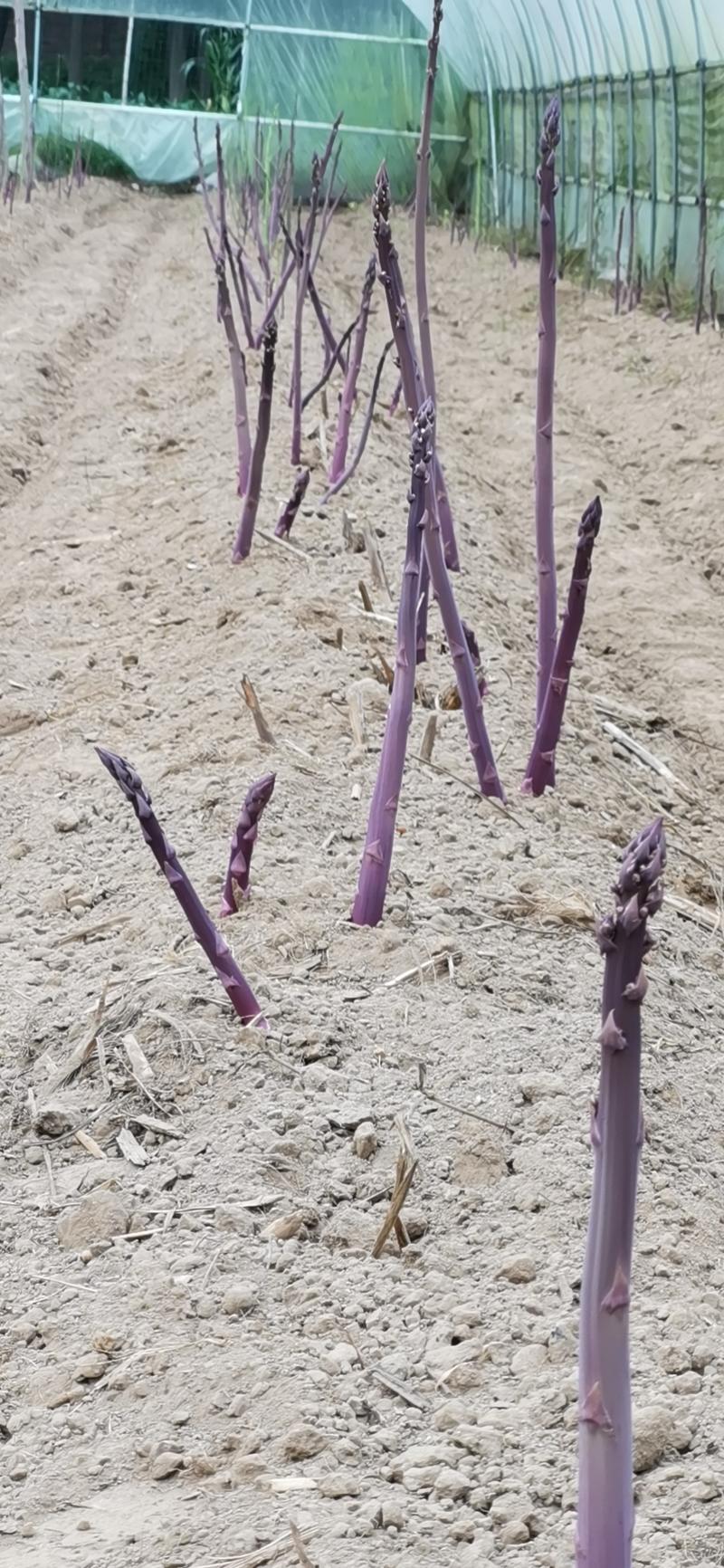 曹县特产紫色水果鲜芦笋每天现采基地直发新鲜