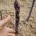曹县特产紫色水果鲜芦笋每天现采基地直发新鲜