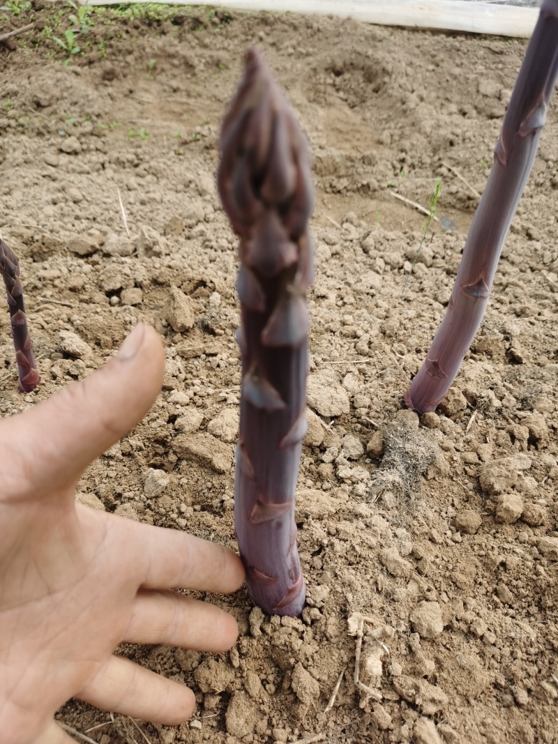 曹县特产紫色水果鲜芦笋每天现采基地直发新鲜