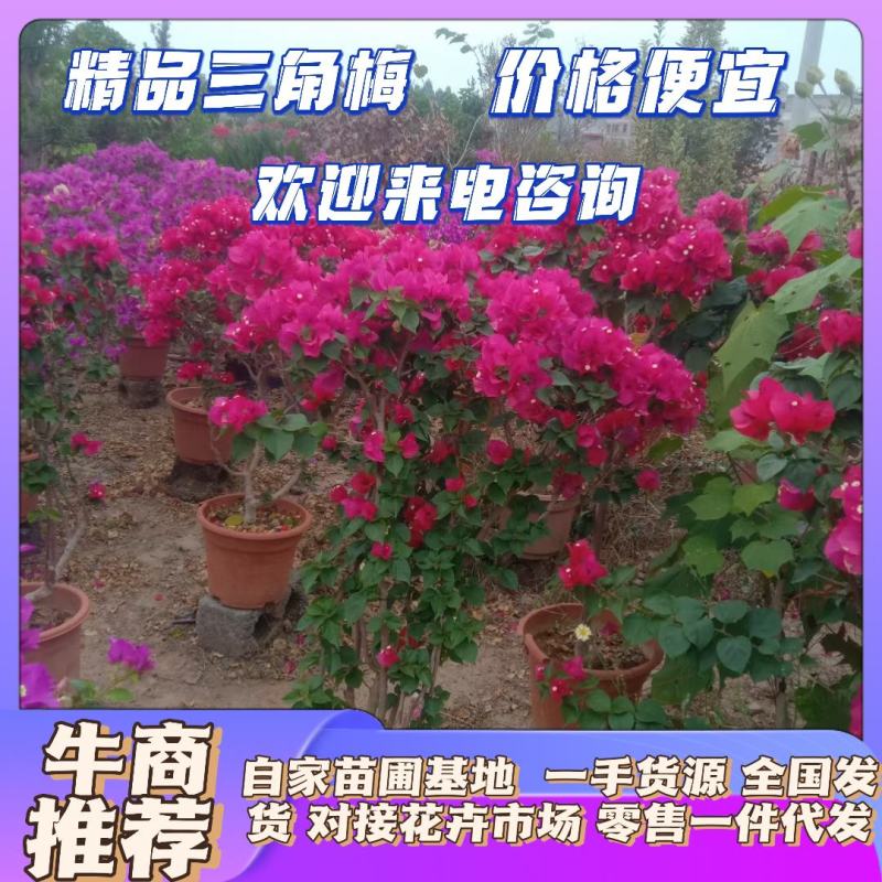 盆装中国红三角梅精品三角梅源头基地一手货源全国发货