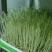 绿麻豌豆进口芽苗菜专用豆澳洲枫豆豌豆苗