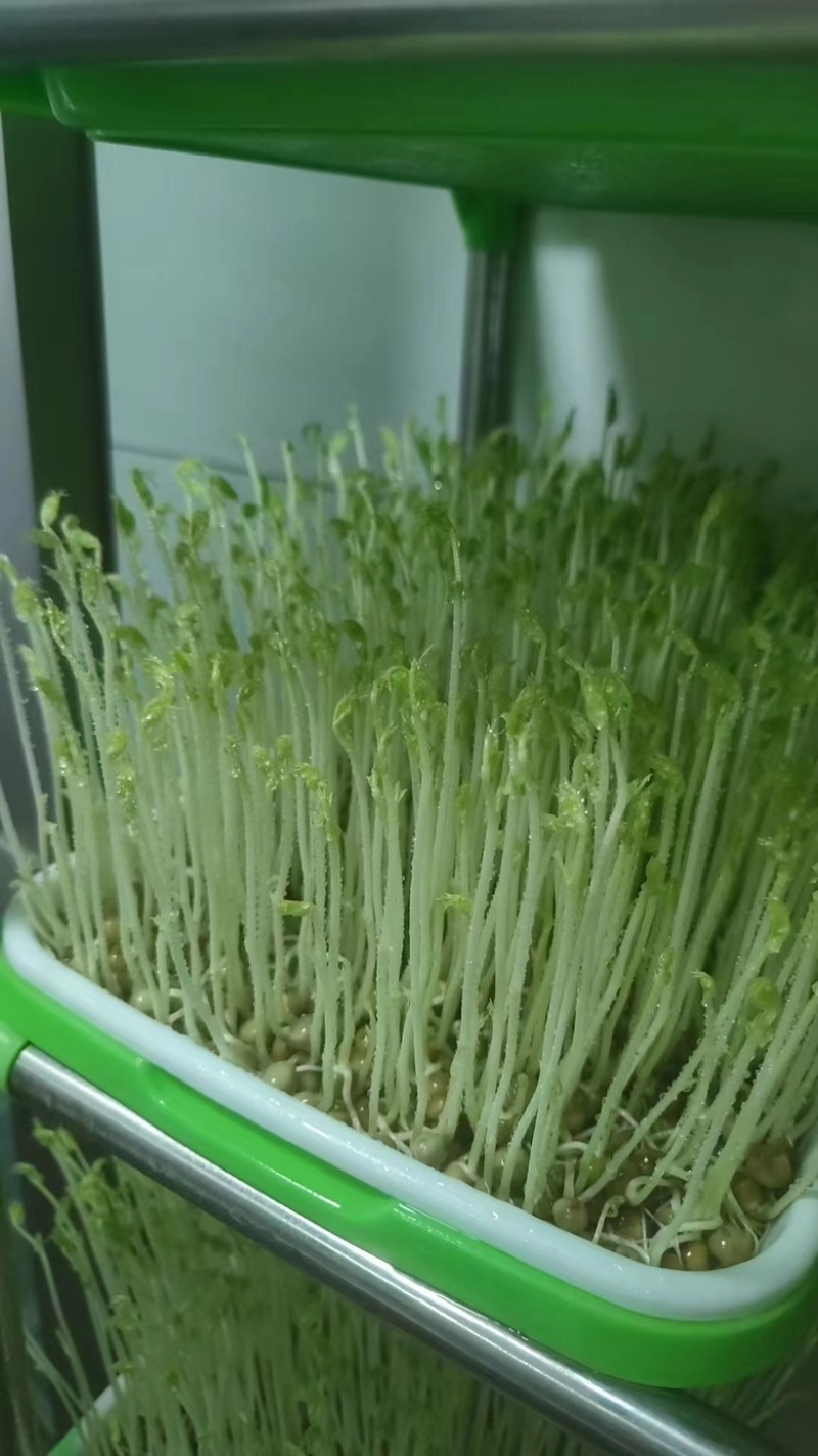绿麻豌豆进口芽苗菜专用豆澳洲枫豆豌豆苗