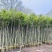 沉香树基地直销规格齐全欢迎老板来电咨询合作