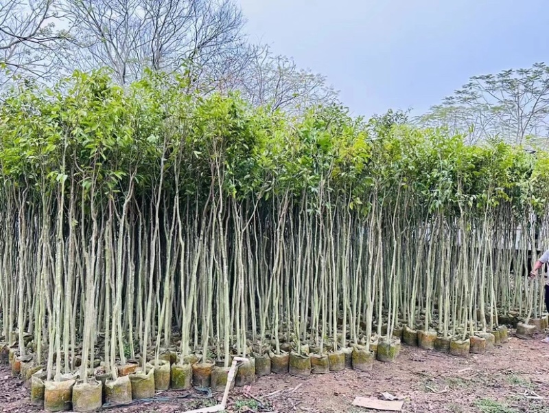 沉香树基地直销规格齐全欢迎老板来电咨询合作
