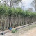 沉香树基地直销规格齐全欢迎老板来电咨询合作