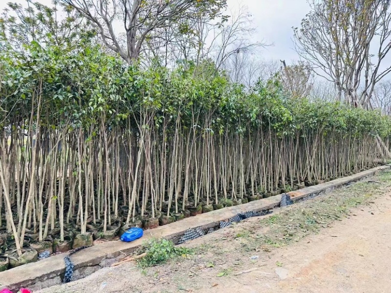 沉香树基地直销规格齐全欢迎老板来电咨询合作