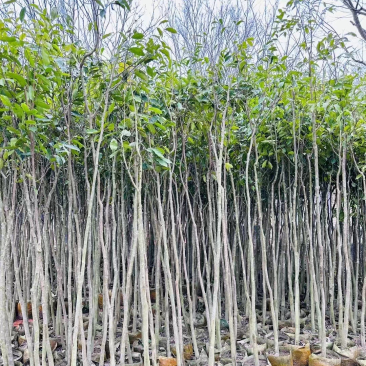 沉香树基地直销规格齐全欢迎老板来电咨询合作