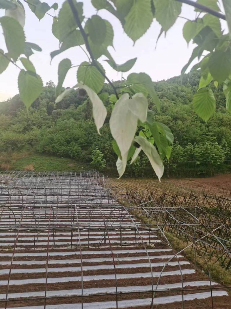 栱桐