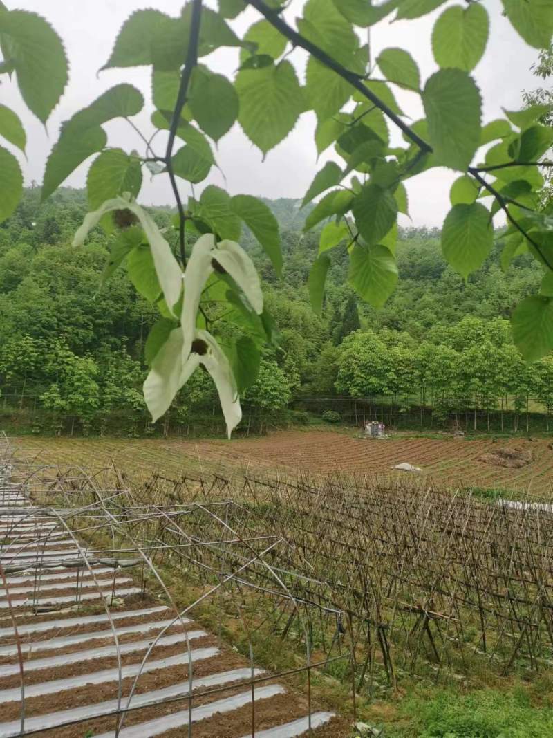 栱桐